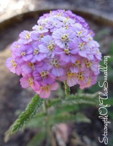 Still Pictures: Apple Blossom Yarrow – Strength Of The Small