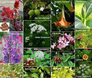 Deadly Beauty: Toxic Plants – Strength Of The Small